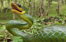 К чему снится укус змеи, если змея укусила во сне вас или кого-то другого?