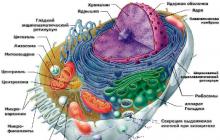 Строение клетки. Митохондрии. Пластиды. Органоиды движения. Строение и функции митохондрий. Сходства и различия с хлоропластом Что такое митохондрии в биологии