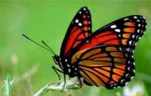Какое значение имеют бабочки в искусстве фэн шуй
